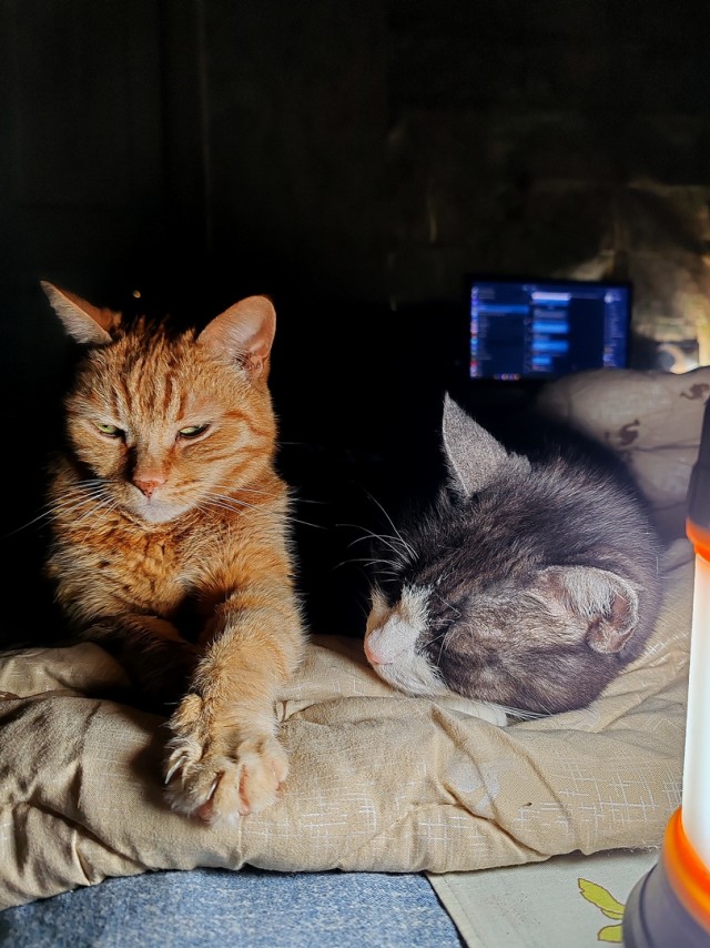 У нас котовторник случился!