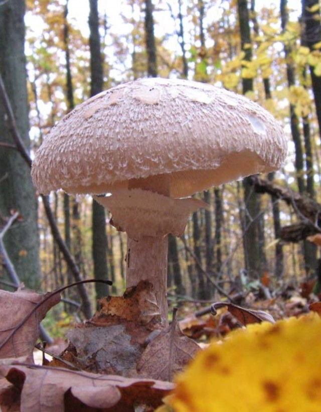 Лучшая поганка.