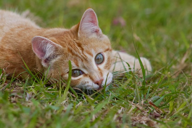 Котëнок-заморыш стал красивой кошкой