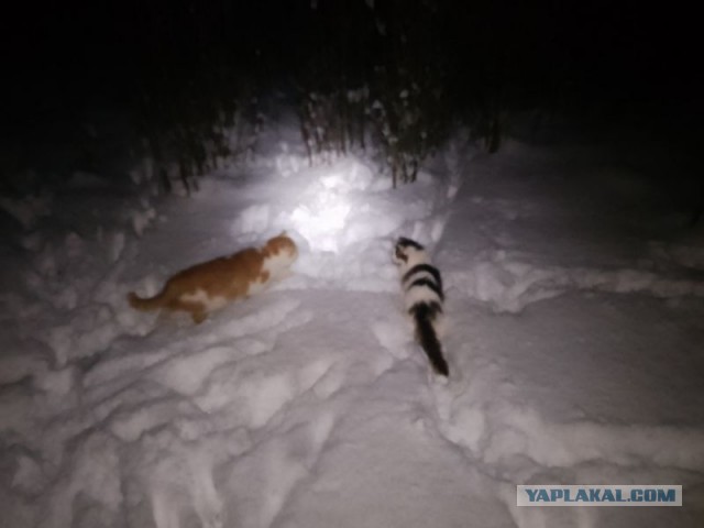 Жизнь домашнего приюта для котеек 568