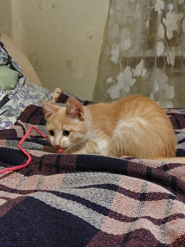 Один день из жизни рыжего кота