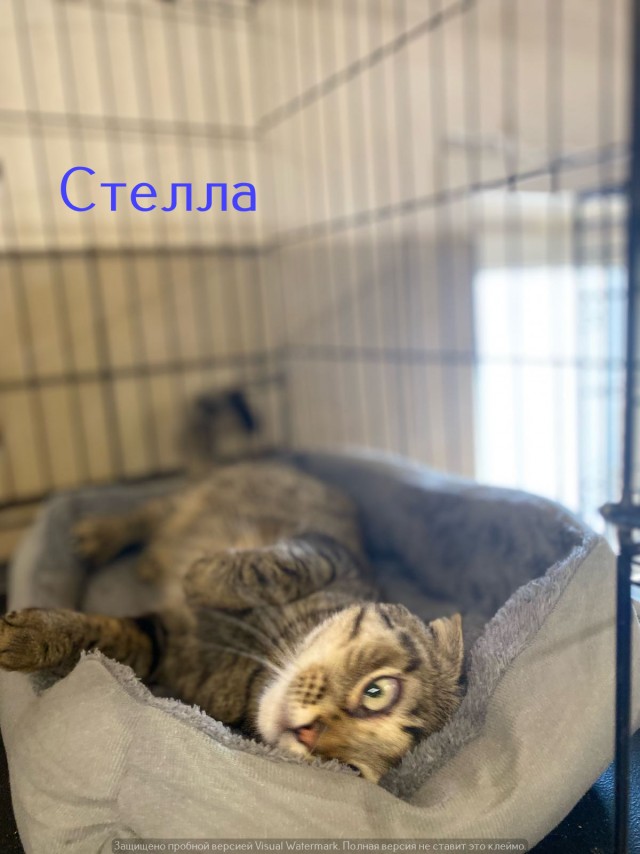 Жизнь домашнего приюта "Котоленд" 533