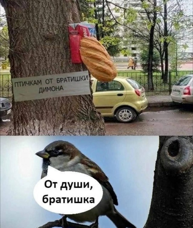Картинки для деградации 179 (разной степени свежести)