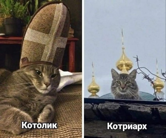 Россиянина оштрафовали за фотографию кота в образе Гитлера