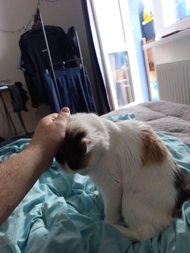 Пристраиваю котэ