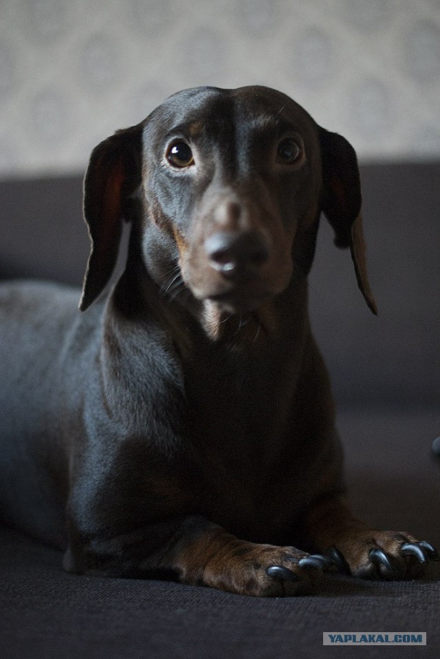 Собакочетверг на 02.01.2014