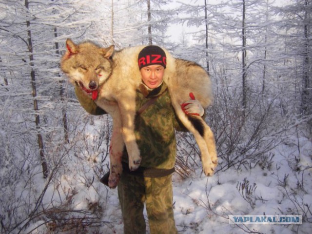 О борьбе с волками в Якутии