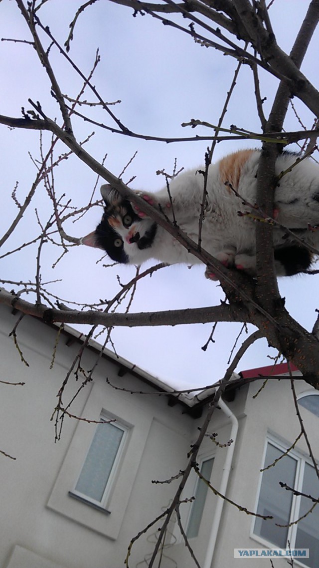 Котовторник 04.03.2014