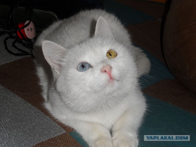 Котовторник 01.04.2014
