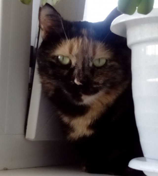 Котовторник   15.04.2014