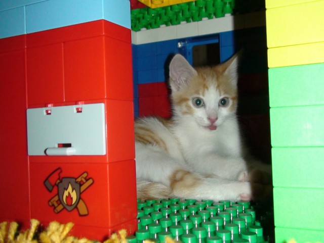 Котовторник 6.05.2014