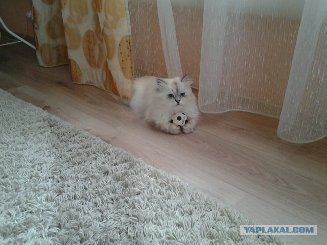 Боитесь взять котенка с улицы или из приюта?