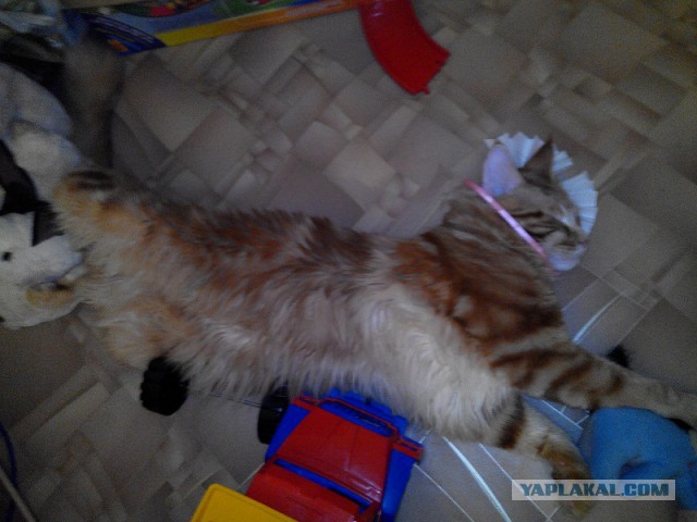 Котовторник 17.06.2014