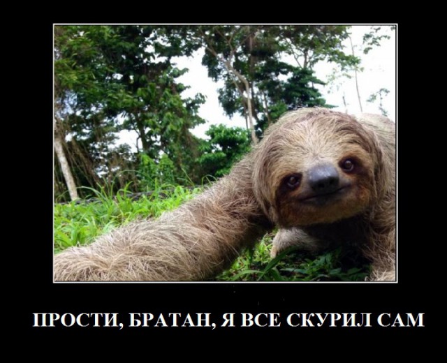 Спасение ленивца.