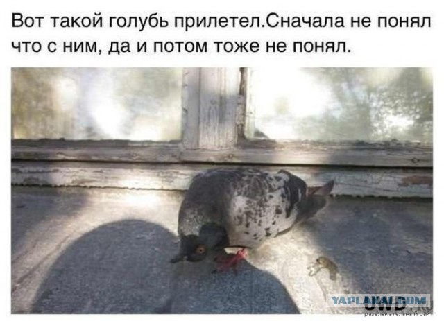 Голуби