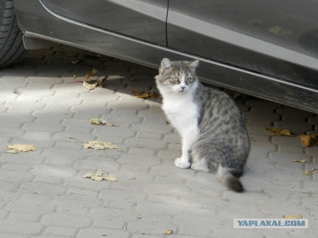 Котовторник 7.10.2014