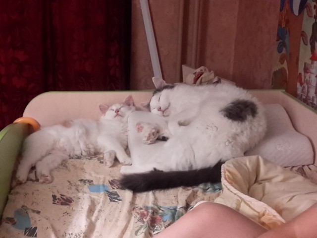Котовторник 25.11.2014