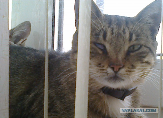 Котовторник 23.12.2014