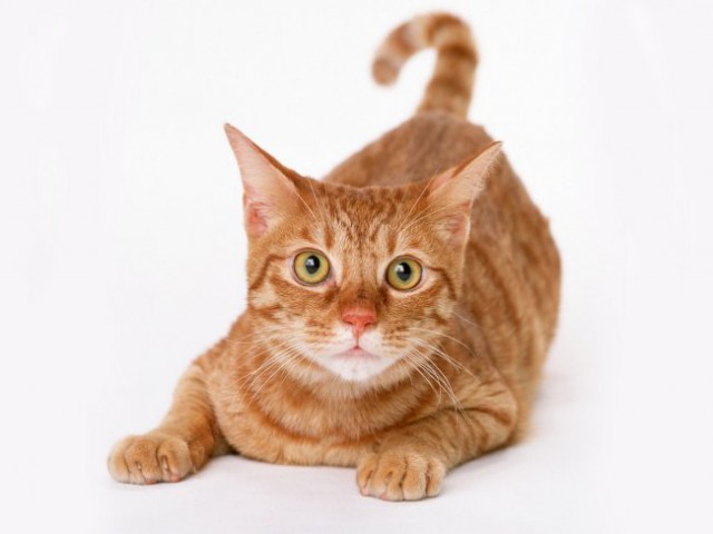 Будешь лишать мужика секса, будешь жить с котом!