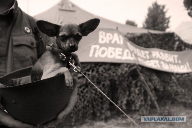 Еще раз про собак