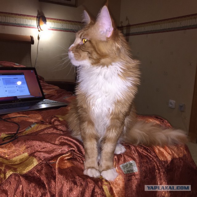 Котовторник 27.01.2015