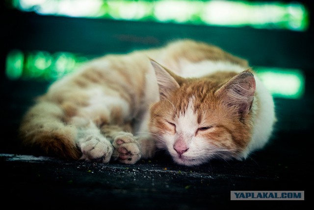 Котовторник