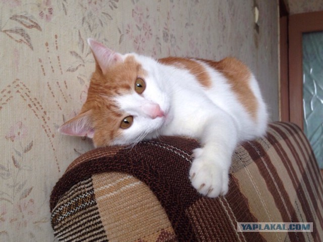 Котовторник  21.07.2015