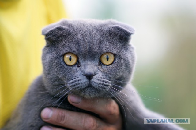 Котовторник 11.08.2015