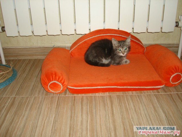 Котовторник 29-09-2015,