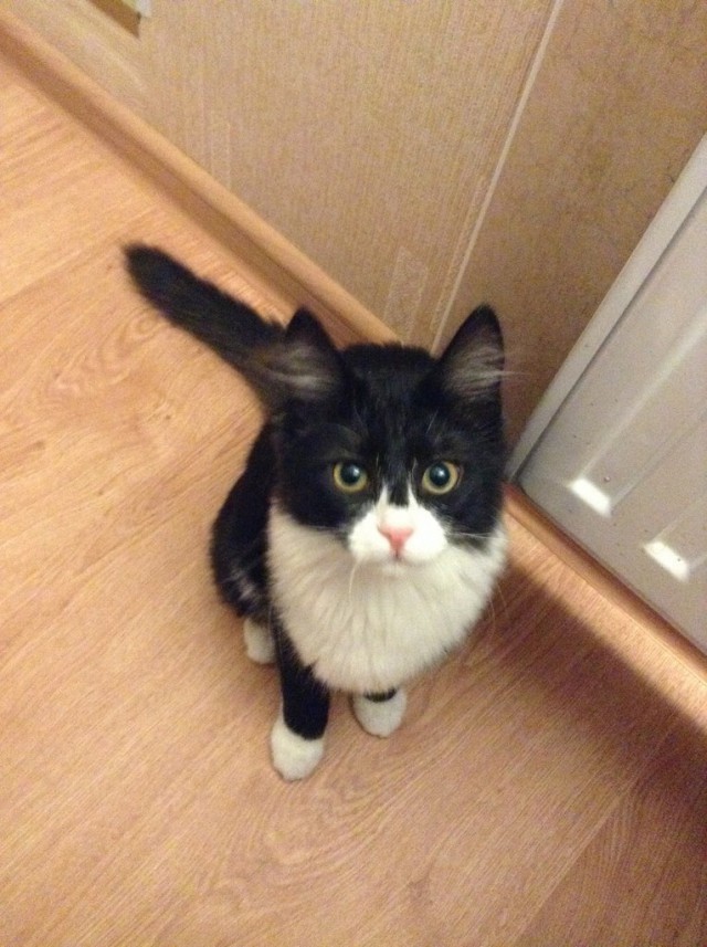Котооо-о-о-вторник