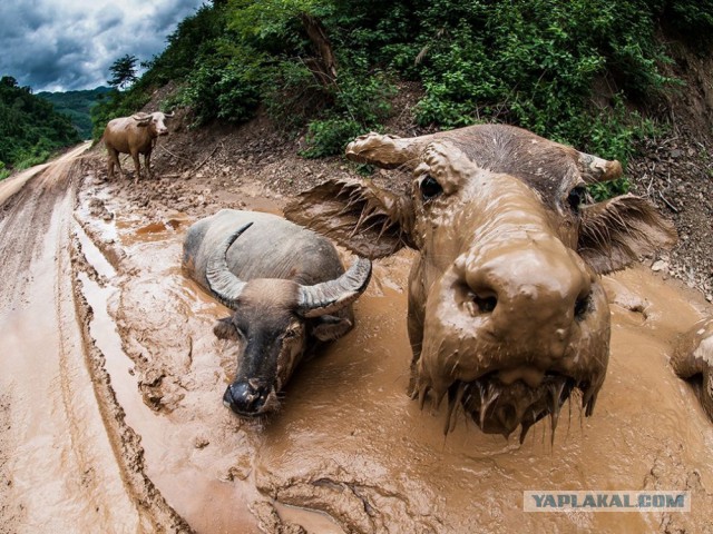 15 лучших кадров января от National Geographic