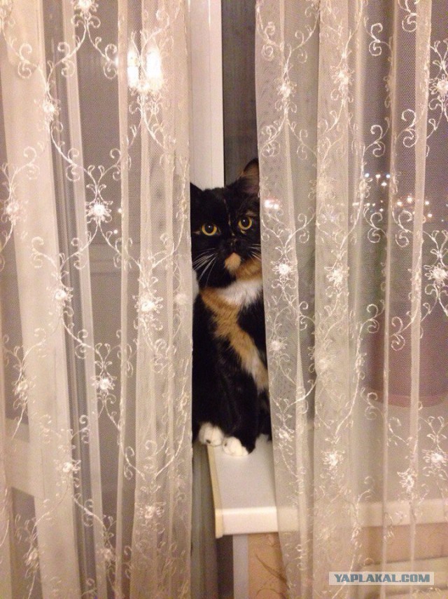 Котовторник 12.04