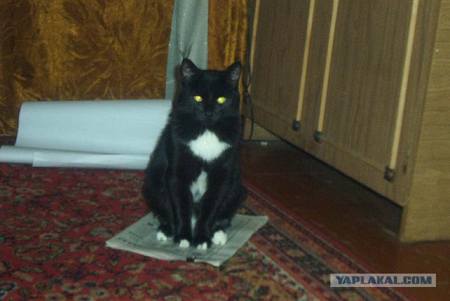Ваши фотки котов на телефон