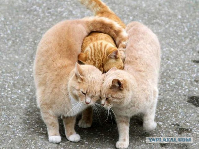 Мой зевающий кот