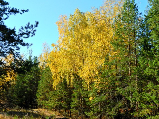 Прогулка по лесу с ножом, фотоаппаратом и ведром.