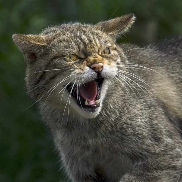 Коты из сети