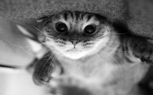 Коты из сети