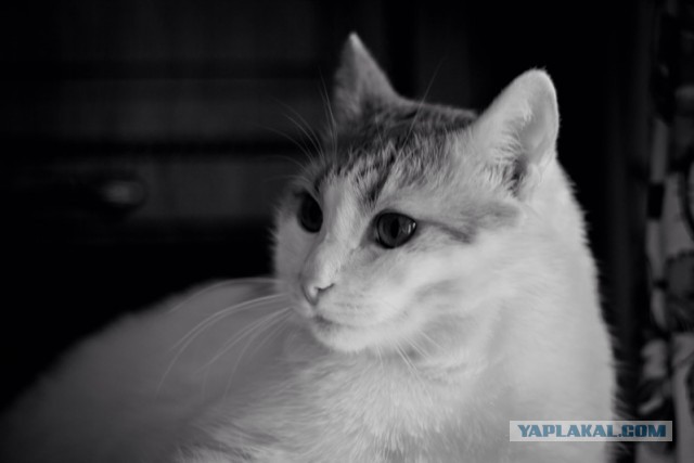 Котовторник  31.01.2017