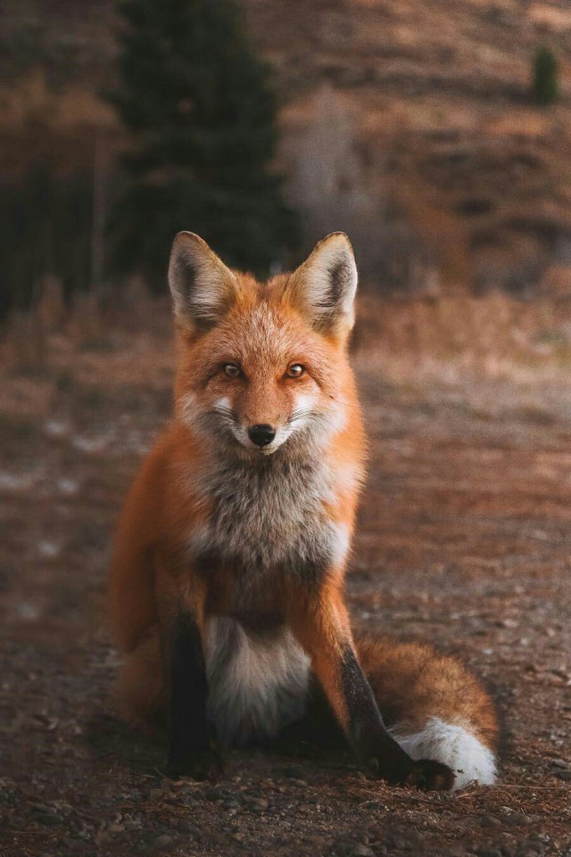 Самые смешные животные