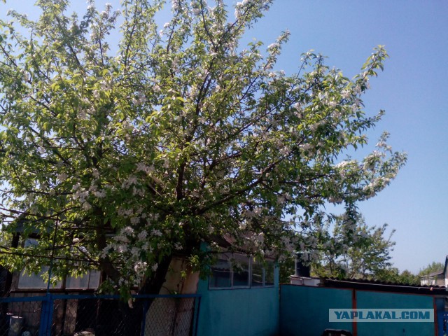Мир, труд, май! на улице -2, еще час назад была зеленая трава и ясное небо! Сибирь!