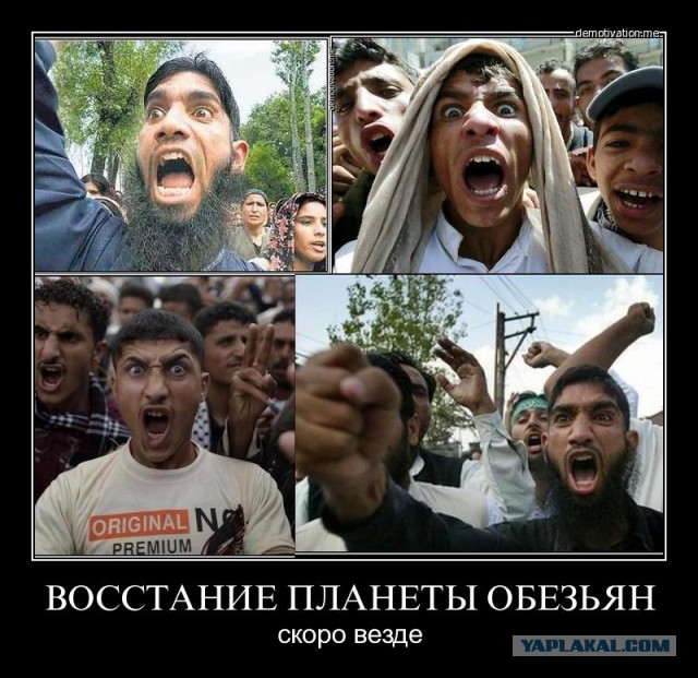 Наши дружелюбные гости