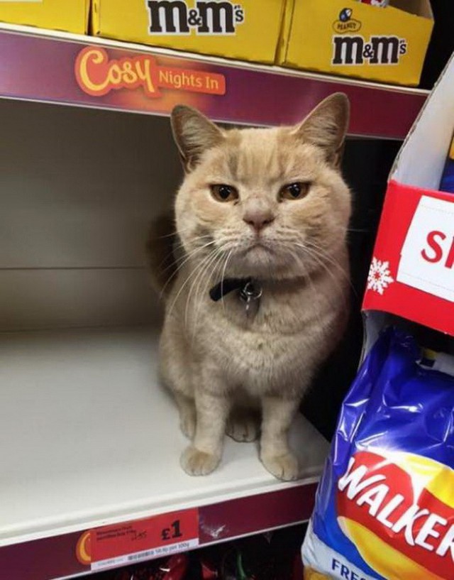 Коты и Кошки