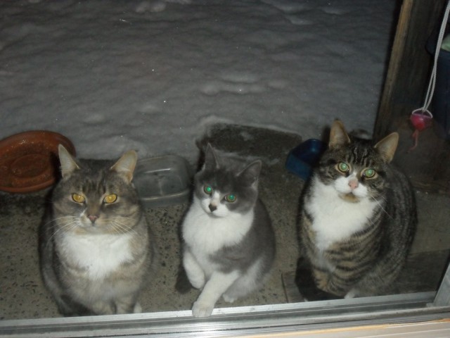 Коты и Кошки