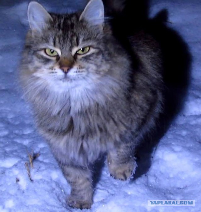 Котовторник 16.01.2018