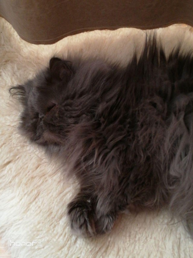 Котовторник 20.02.18