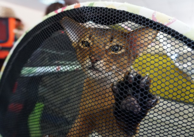 Котовторник  06.03.2018