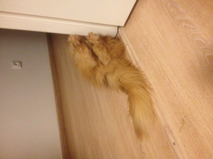 Котовторник ждали? А вот и он!