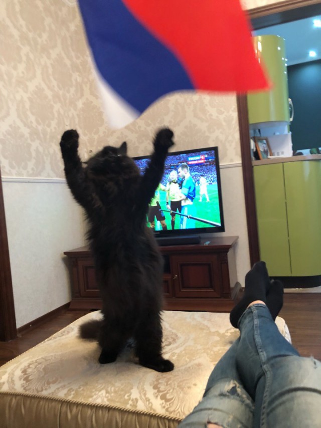 Прикольных котов пост