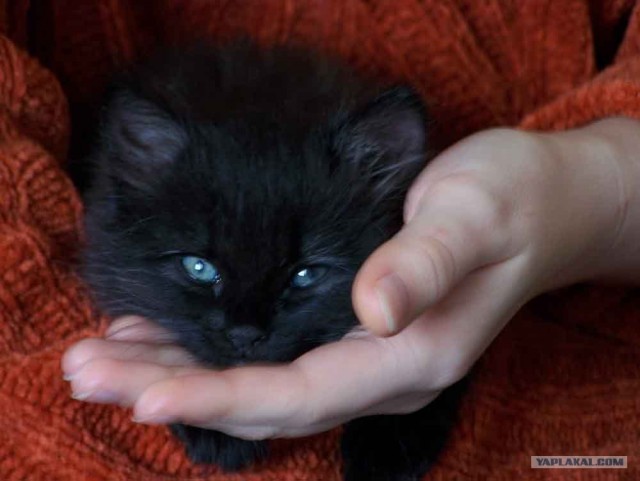 Забыли котовторник? А вот он!