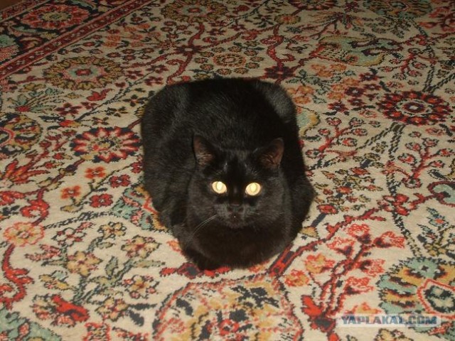 Выходные у кота